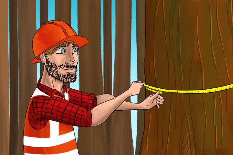 An example of ecology; a forestry worker studying trees within a forest